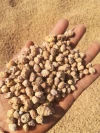 Tiger Nuts