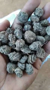 Black tiger nuts