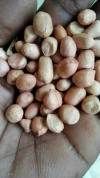Cacahuète blanche de Guinée