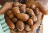 Shea nuts