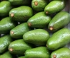 AGUACATE ECOLOGICO - Importaciones RJ Africa